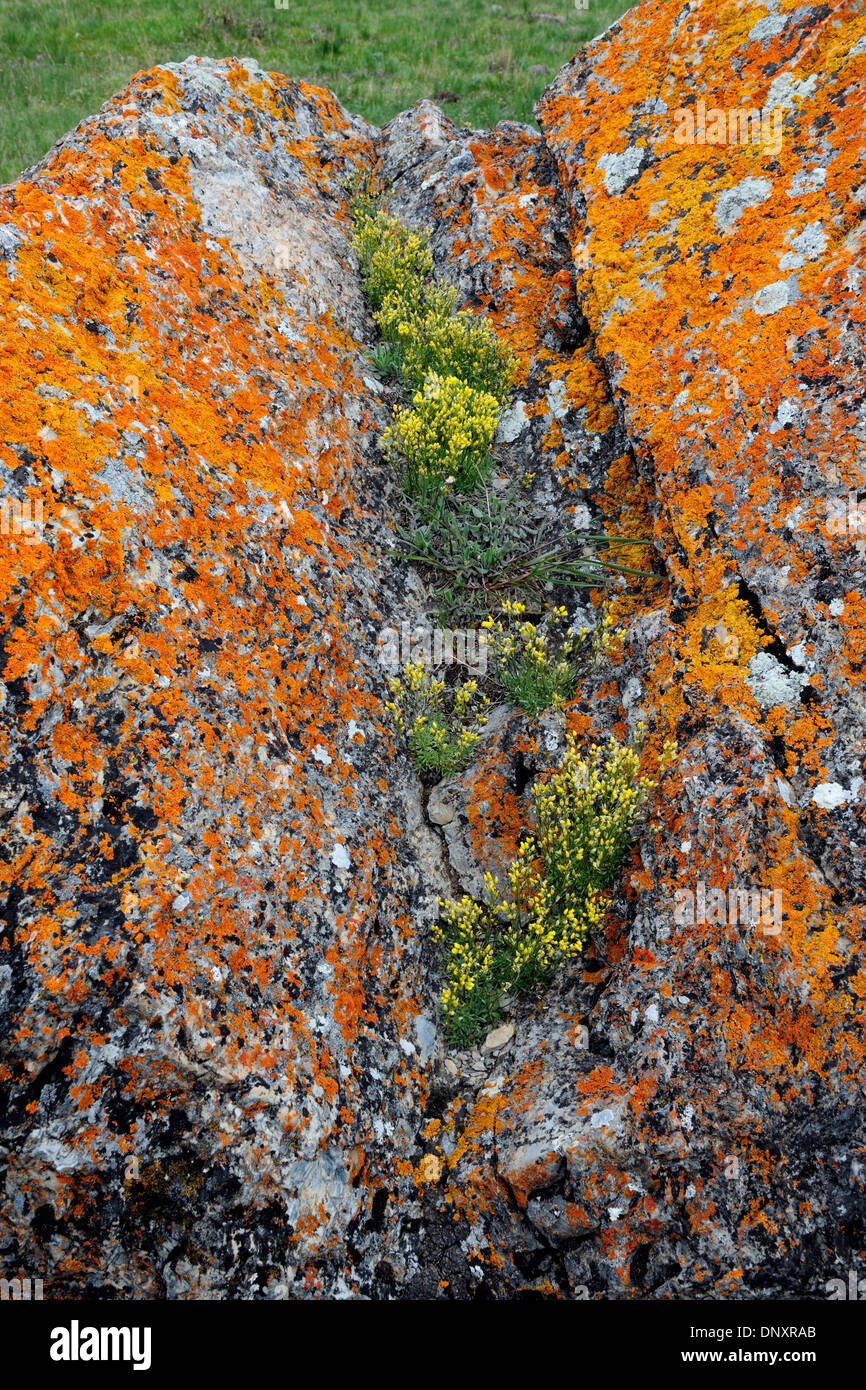 Orange lichen-covered erratic boulder supporting a colony of yellow Draba incerta flowers, Waterton Lakes NP, Alberta, Canada Stock Photo