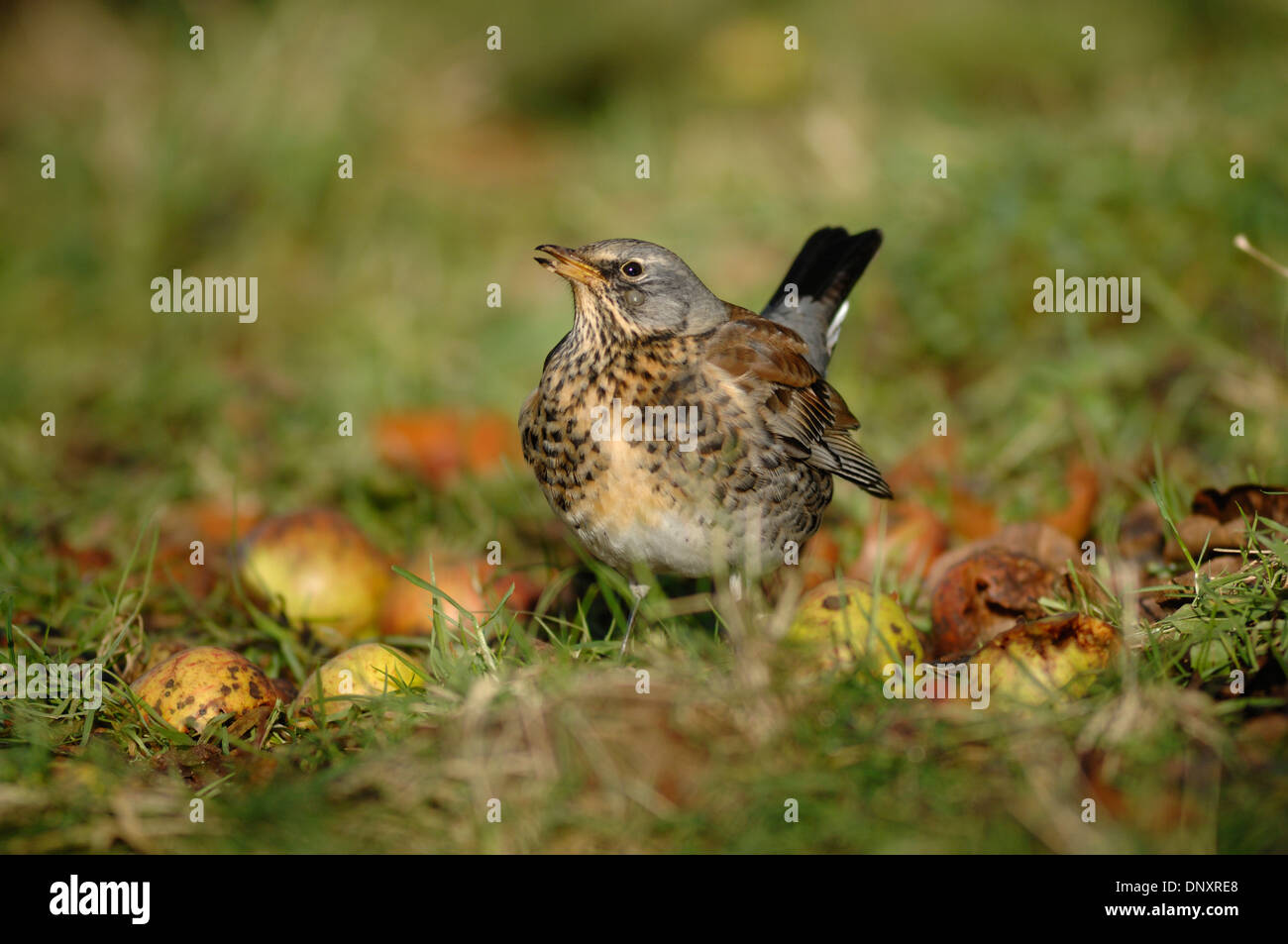 A fieldfare in winter on windfall apples UK Stock Photo