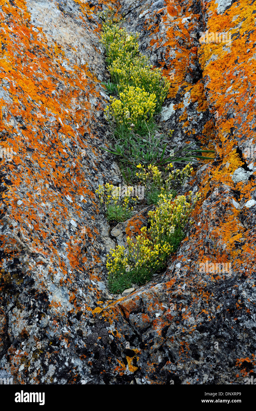 Orange lichen-covered erratic boulder supporting a colony of yellow Draba incerta flowers, Waterton Lakes NP, Alberta, Canada Stock Photo