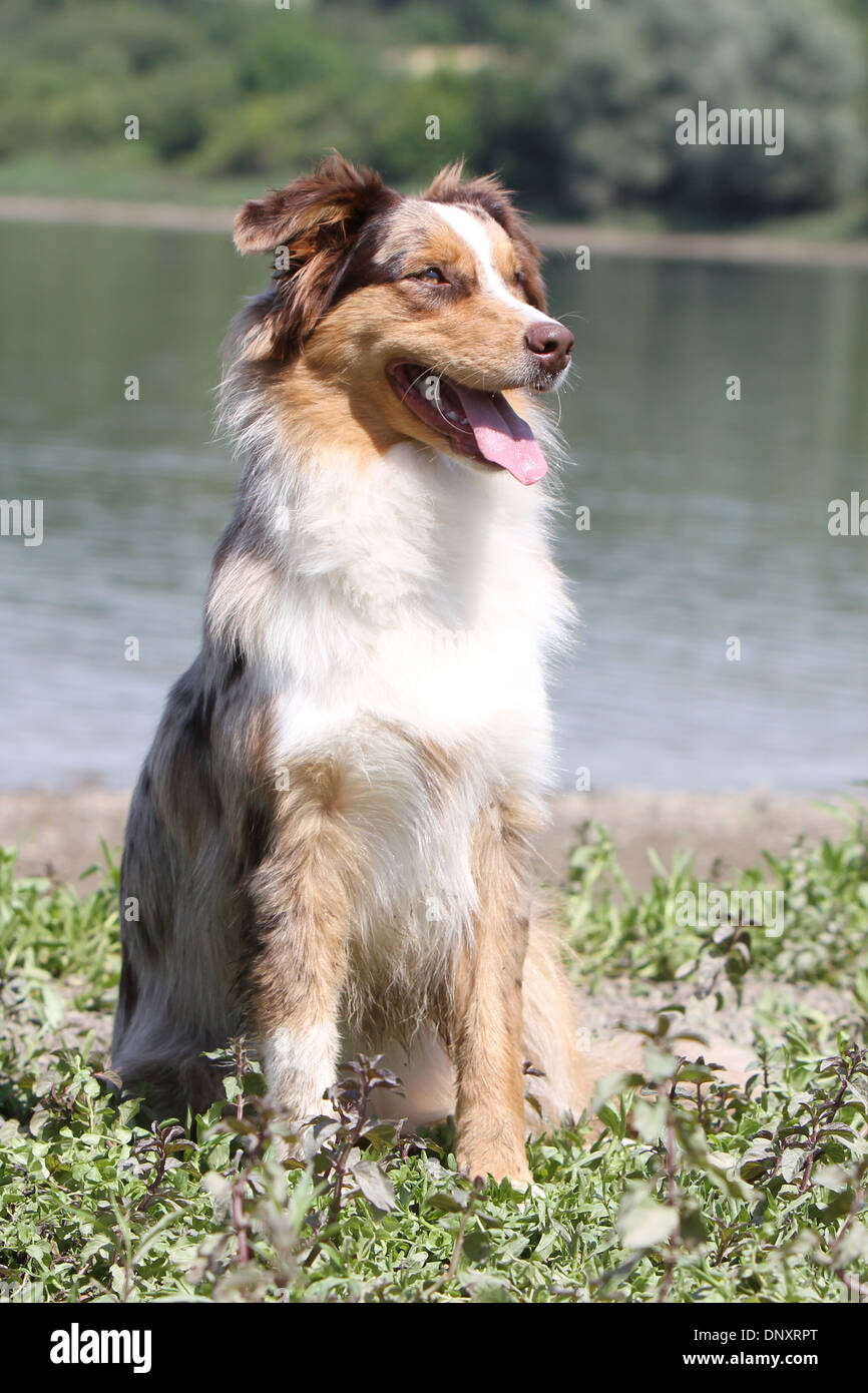 310+ Red Merle Aussie Stock Photos, Pictures & Royalty-Free Images