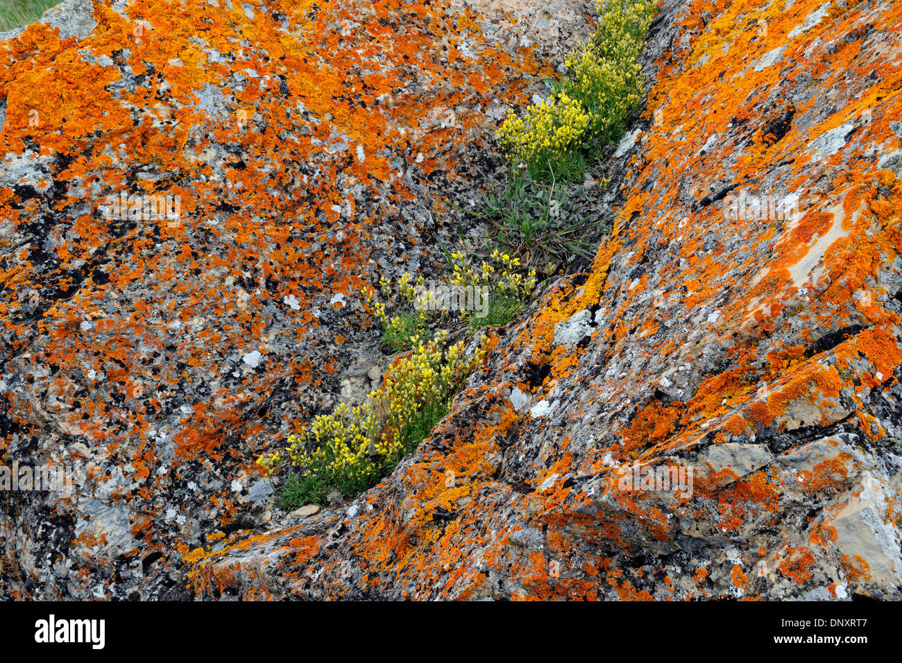 Orange lichen-covered erratic boulder supporting a colony of yellow Draba incerta flowers, Waterton Lakes NP, Alberta, Canada Stock Photo