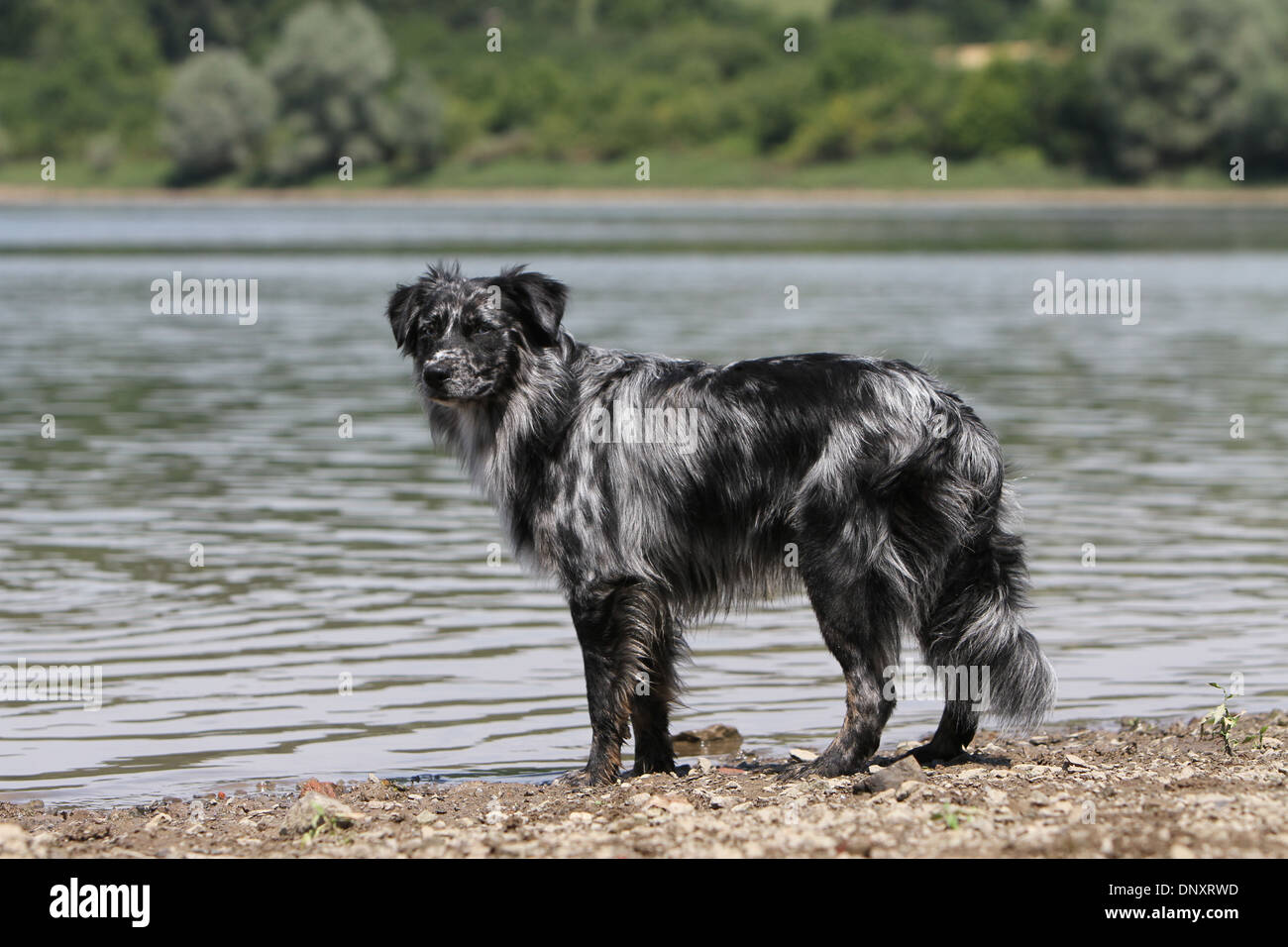 Dog shepherd / Aussie adult merle) standing at the edge of a lake Photo -