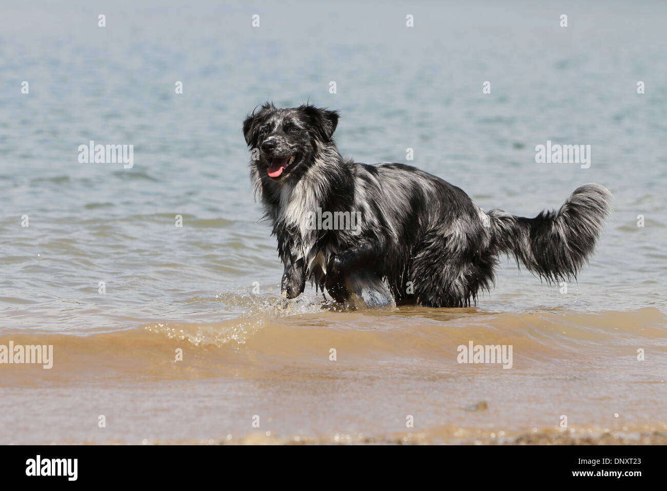 Black top merle aussie