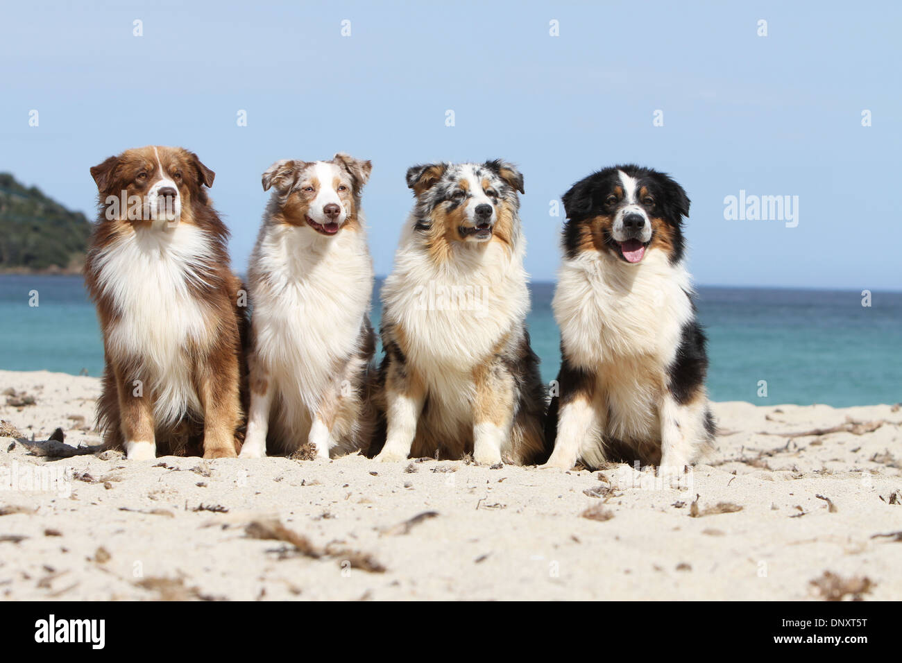 Dog Australian shepherd / Aussie four adults (different colors Stock Photo  - Alamy