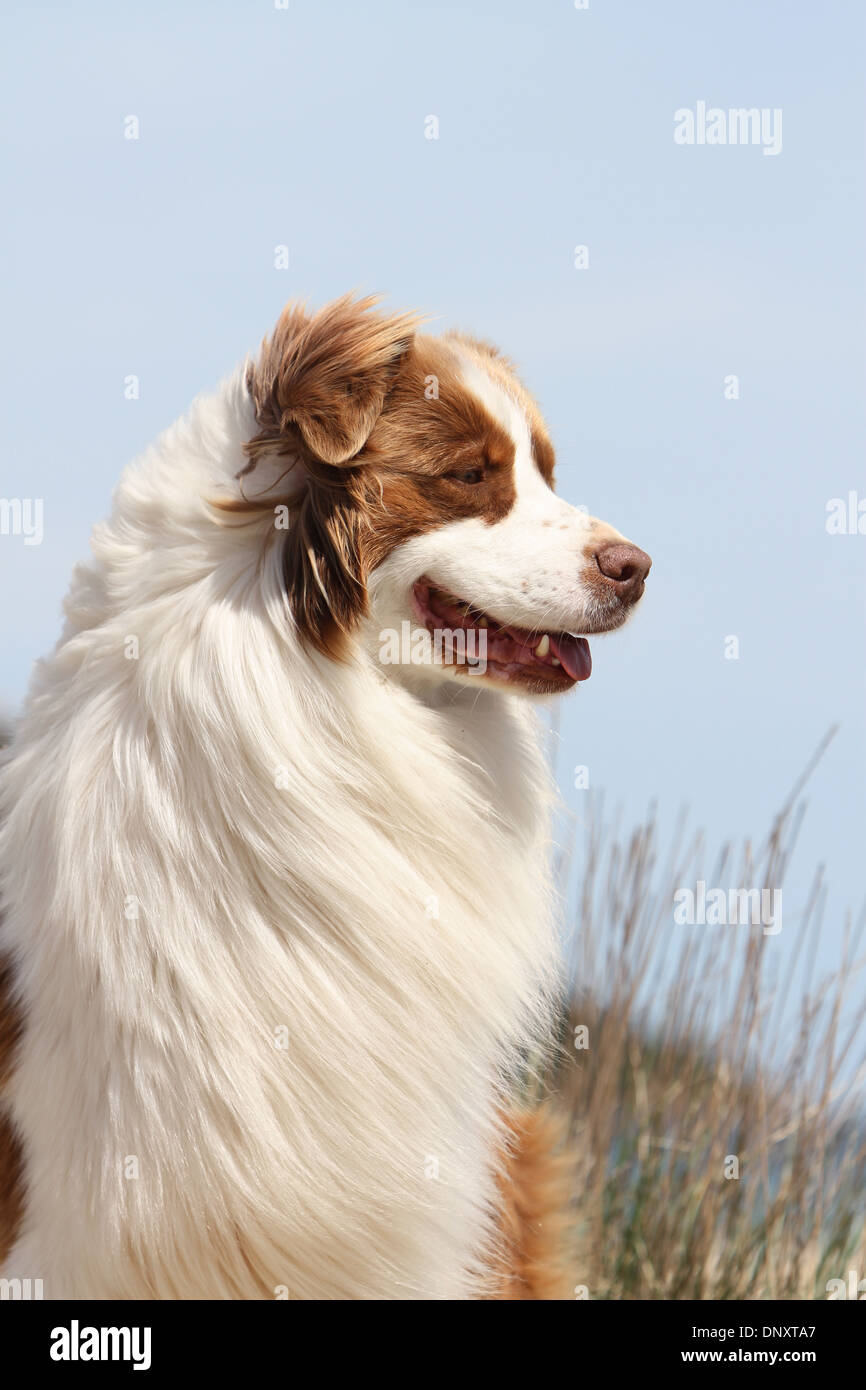 Dog Australian shepherd / Aussie  adult ( red ) portrait Stock Photo