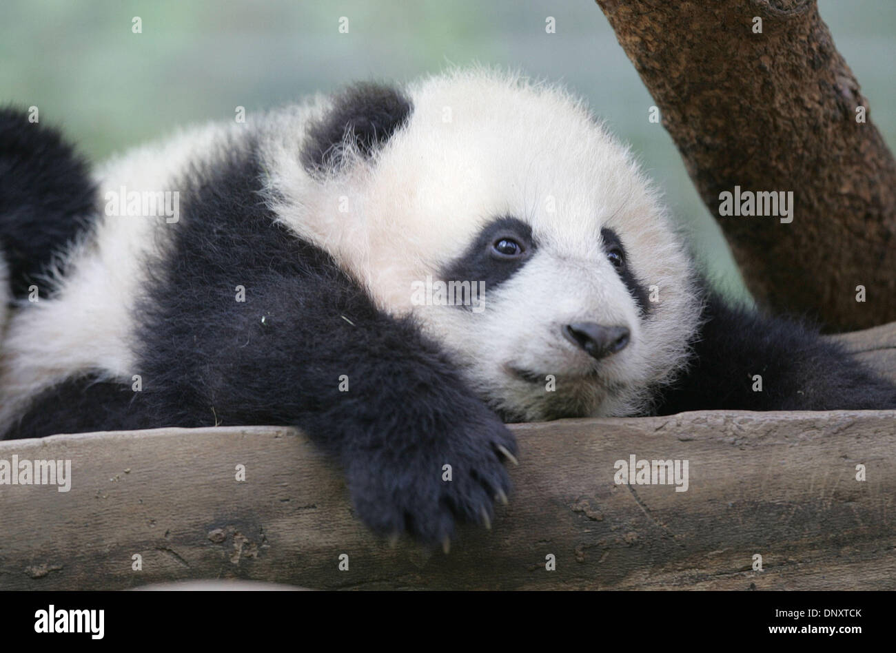 Su lin panda hi-res stock photography and images - Alamy