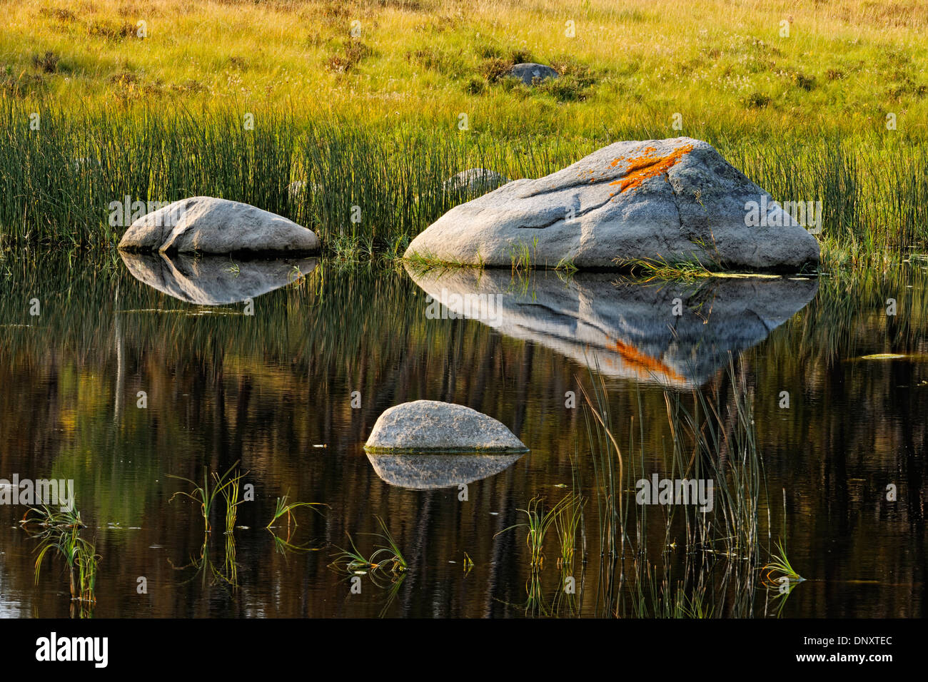 Boulders in a kettle lake Ontario the Columbia Blacktail Deer Plateau