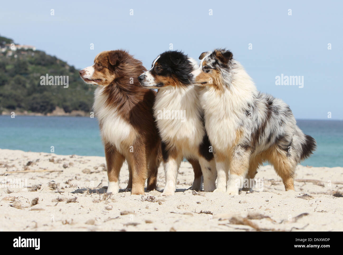 Almægtig trug forfremmelse Dog Australian shepherd / Aussie Three adults (different colors) standing  on the beach Stock Photo - Alamy