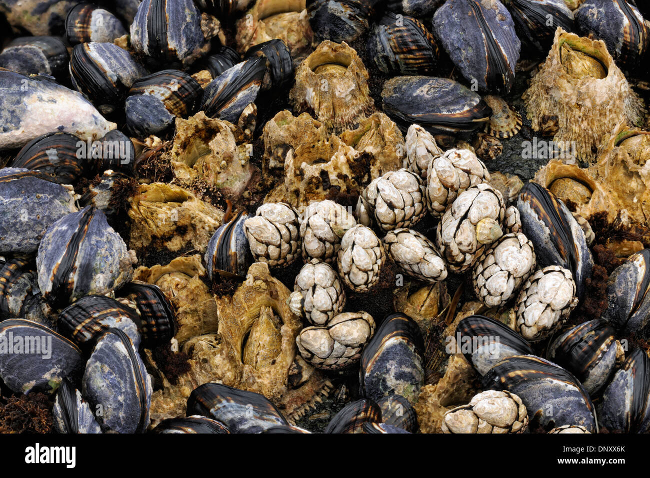 Pacific blue mussels at low tide, Hope Island, Vancouver Is, British