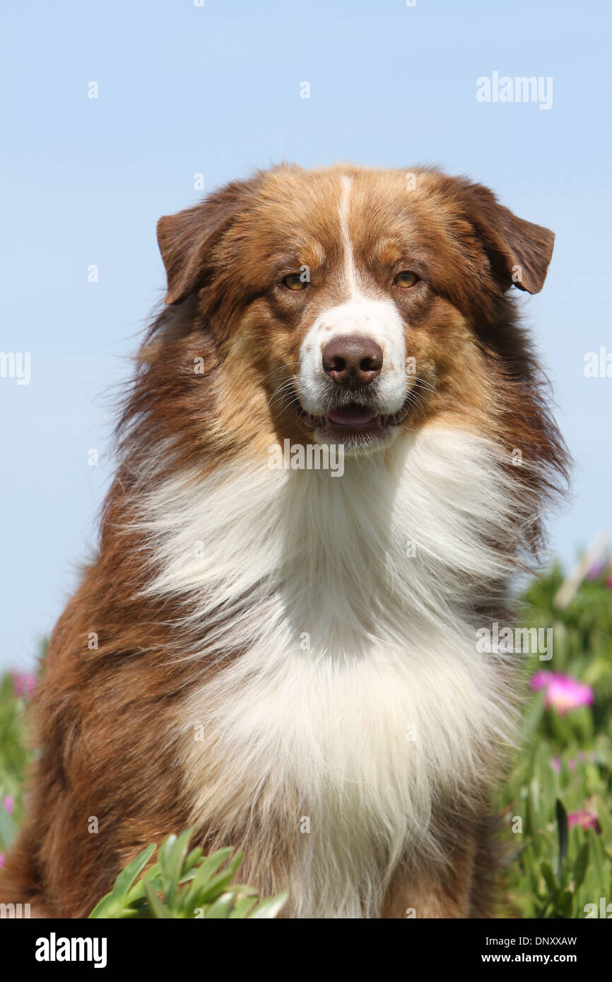 Dog Australian shepherd / Aussie  adult ( red ) portrait Stock Photo