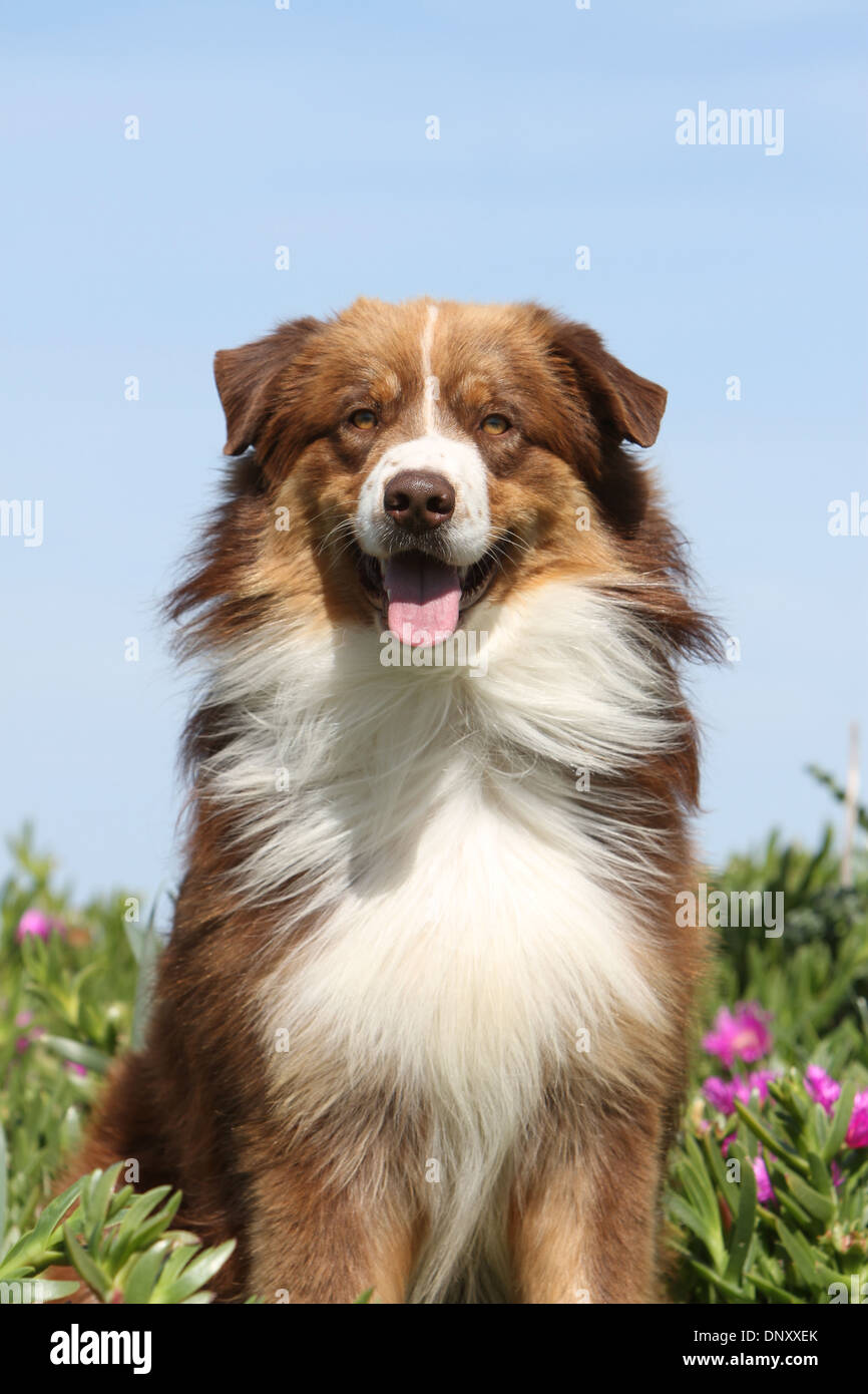 Dog Australian shepherd / Aussie  adult ( red ) portrait Stock Photo
