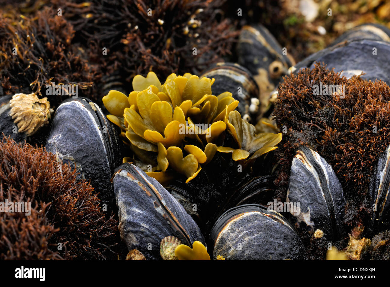 Pacific blue mussels at low tide, Hope Island, Vancouver Is, British Columbia, Canada Stock Photo