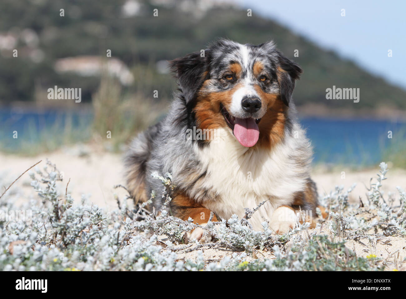 Dog Australian Shepherd Aussie Adult Blue Merle Lying In Dunes Stock Photo Alamy Dog Australian Shepherd Aussie Adult Blue Merle Lying In Dunes Stock Photo Alamy