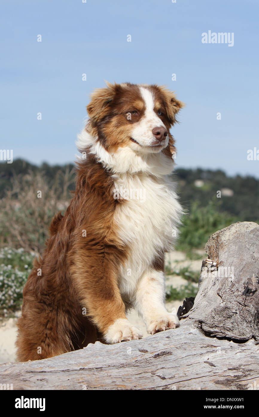 Dog Australian shepherd / Aussie adult (red tricolor) standing on a wood at  the beach Stock Photo - Alamy