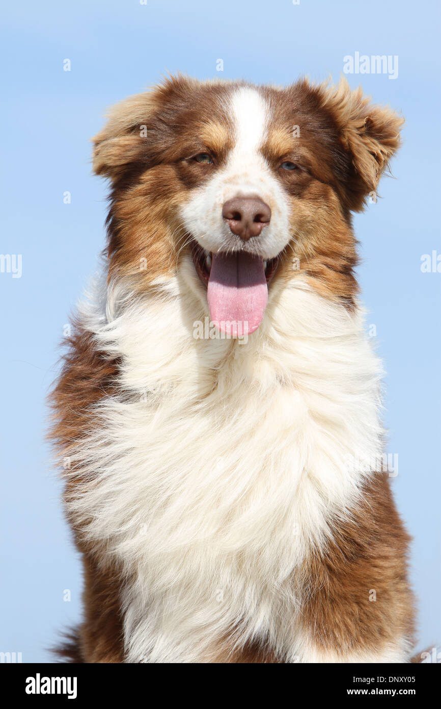 Dog Australian shepherd / Aussie  adult ( red ) portrait Stock Photo