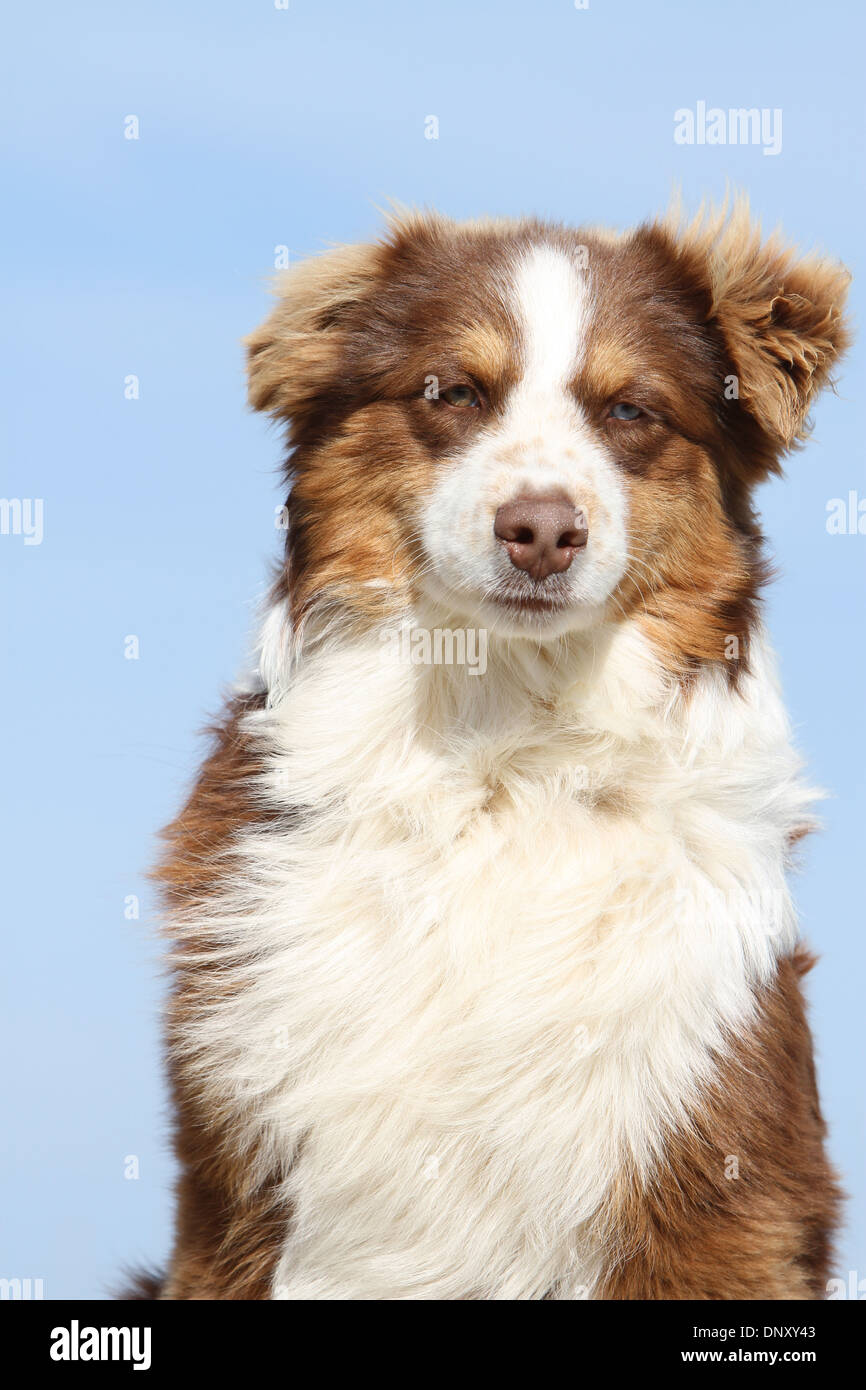 Dog Australian shepherd / Aussie  adult ( red ) portrait Stock Photo