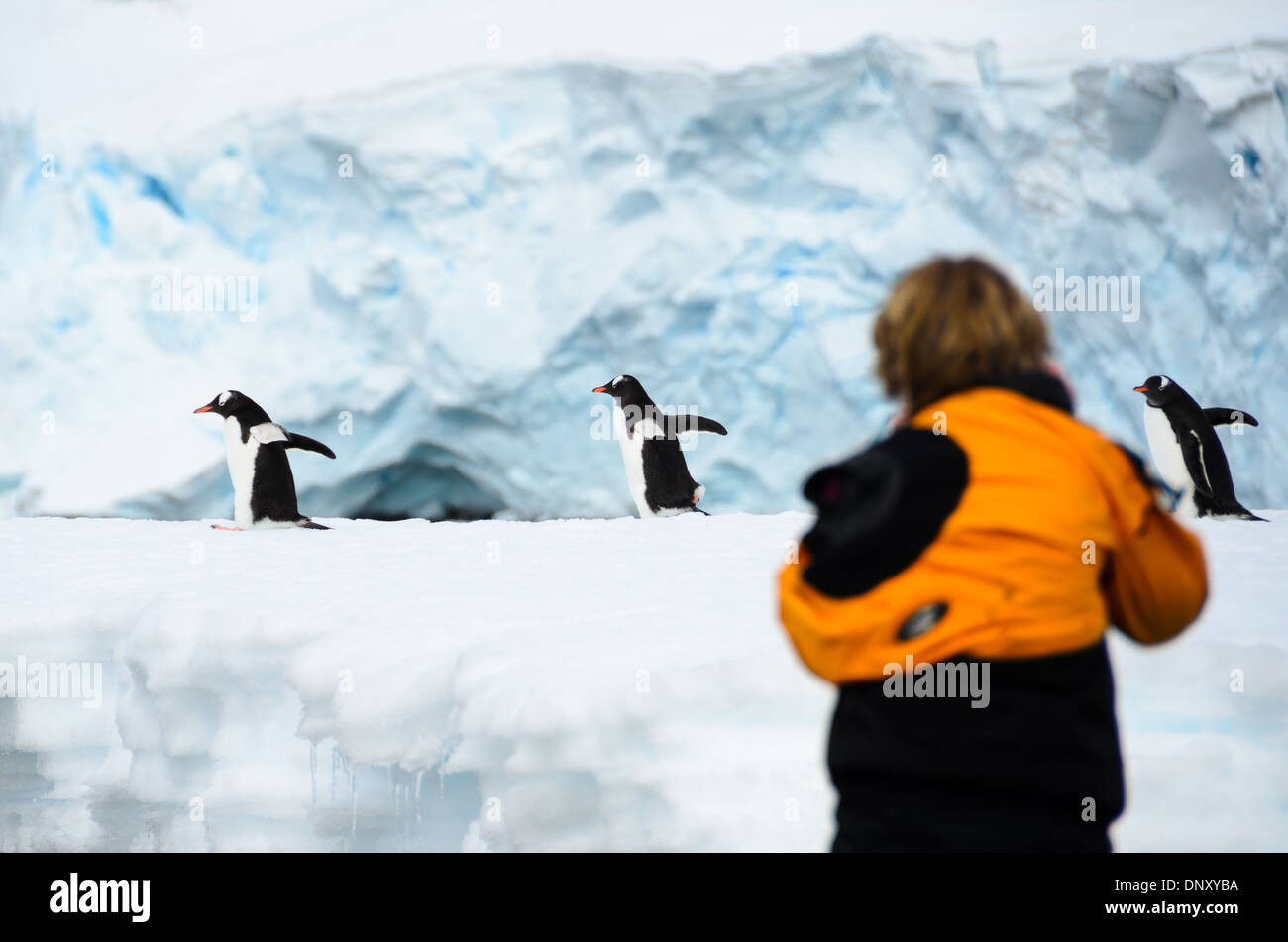 ANTARCTICA - A woman takes photos of a trio of Gentoo penguins waddling by on a narrow ice shelf on the shoreline of Cuverville Island on the Antarctic Peninsula. Stock Photo
