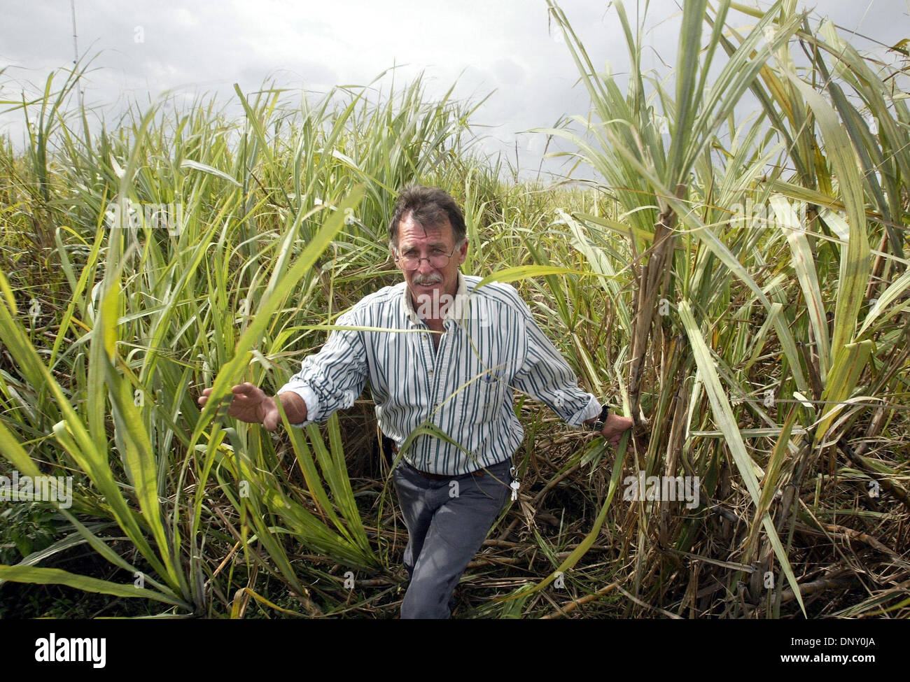 Jan 10, 2006; Belle Glade, FL, USA; Stewart Swanson(cq) with the University of Florida Everglades Research & Education Center in Belle Glade with sugar cane damaged by Hurricane Wilma.  Mandatory Credit: Photo by Taylor Jones/Palm Beach Post /ZUMA Press. (©) Copyright 2006 by Palm Beach Post Stock Photo