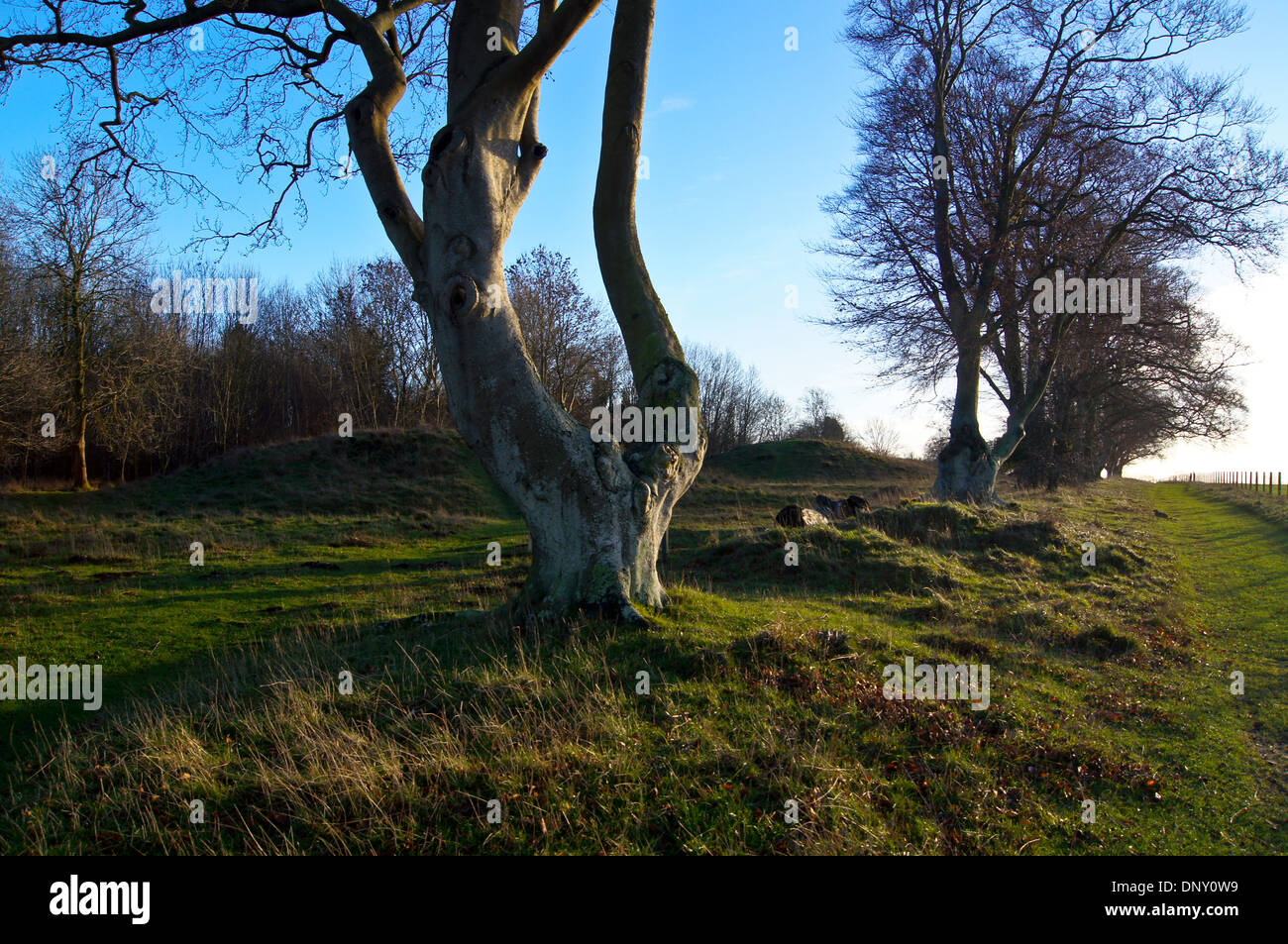Large common beech trees (fagus sylvatica) at Neolithic New King's Barrows, near Stonehenge, Wiltshire, England Stock Photo