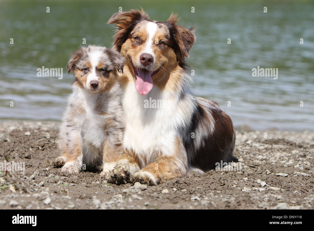 Dog Australian shepherd / Aussie adult and puppy (red merle) at the Stock  Photo - Alamy