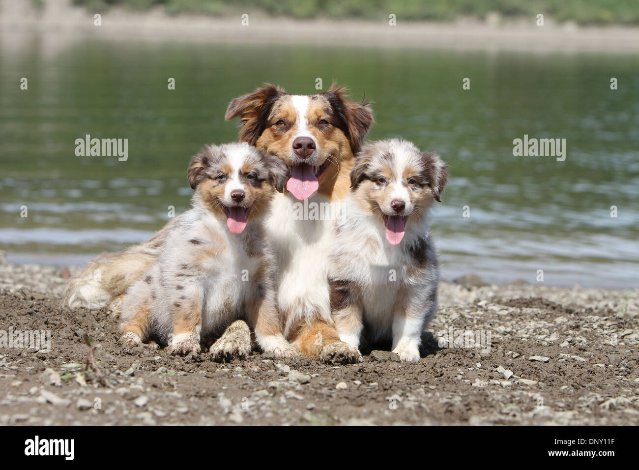 Dog Australian shepherd / Aussie  adult and two puppies (red merle) at the edge of a lake Stock Photo