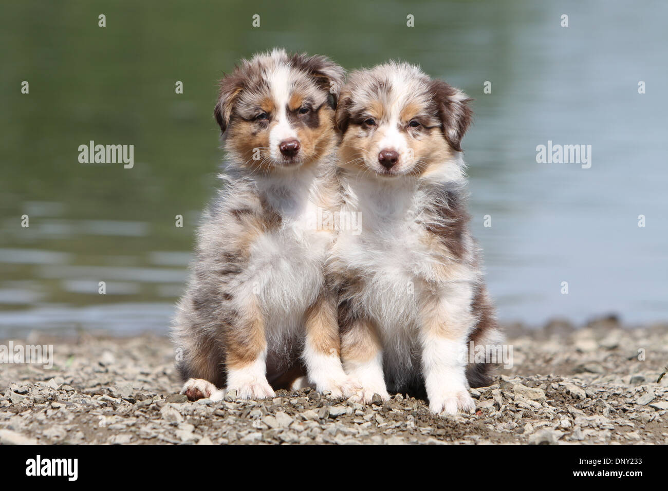 Dog Australian shepherd / Aussie two puppies (red merle) sitting at the  edge of a lake Stock Photo - Alamy, image size:1300x956