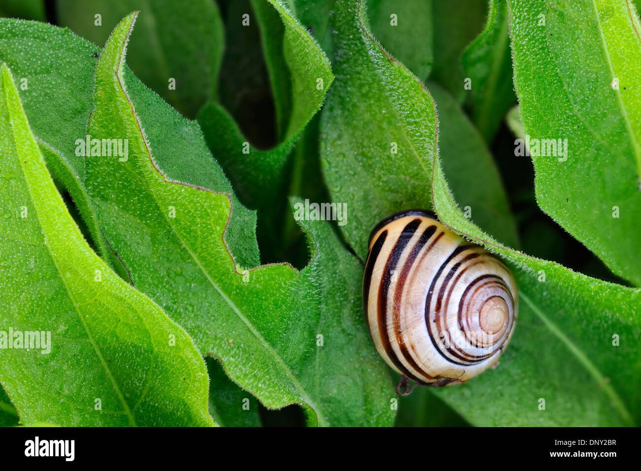 Banded garden snail (Cepaea nemoralis) in roadside vegetation, Thorold