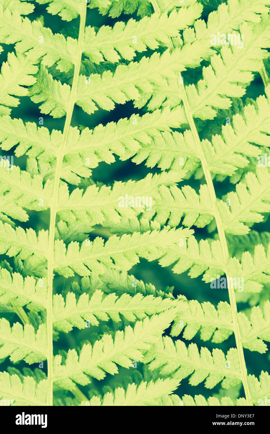 Bright green fern branch, close up Stock Photo