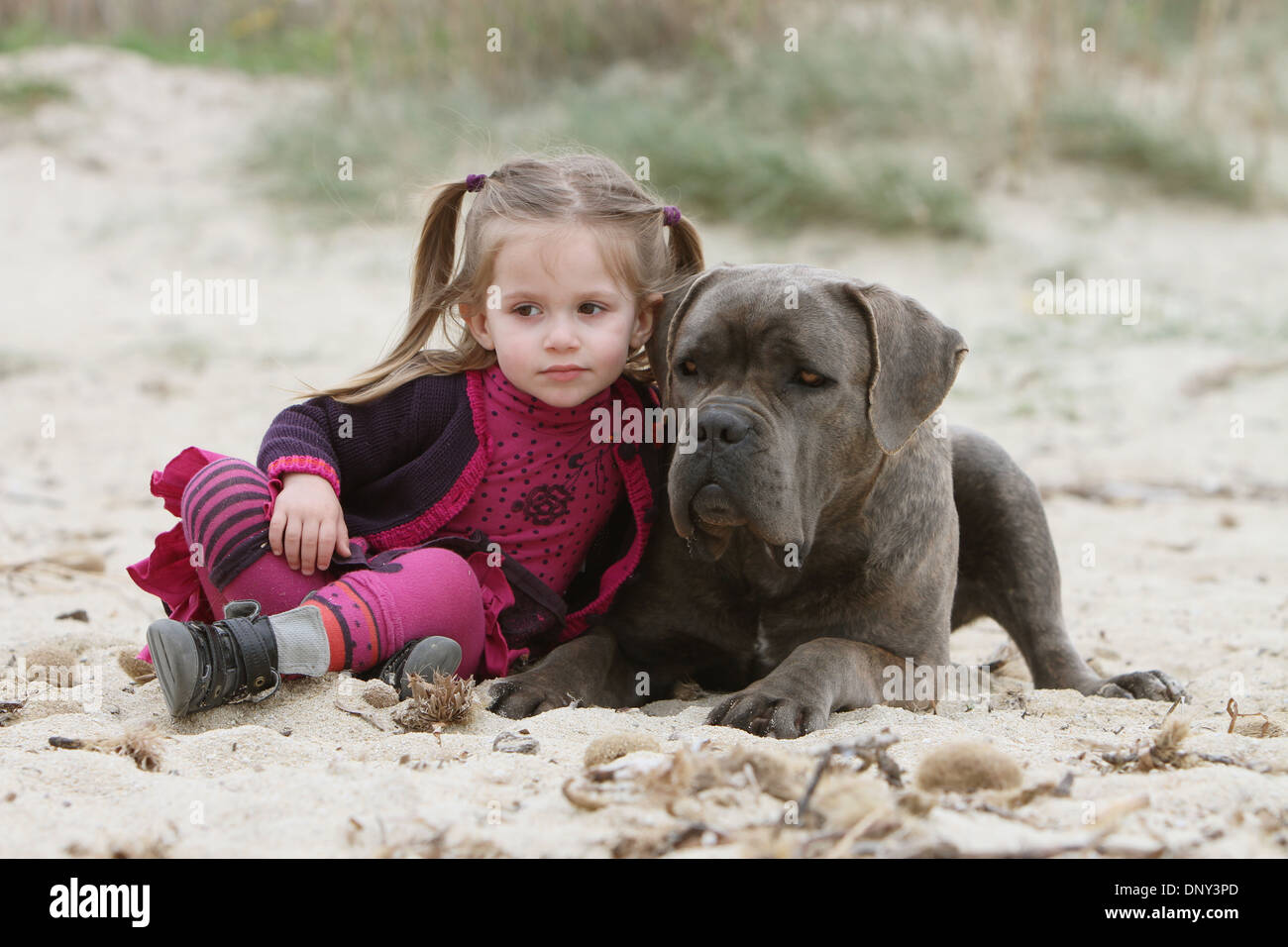 cane corso and kids
