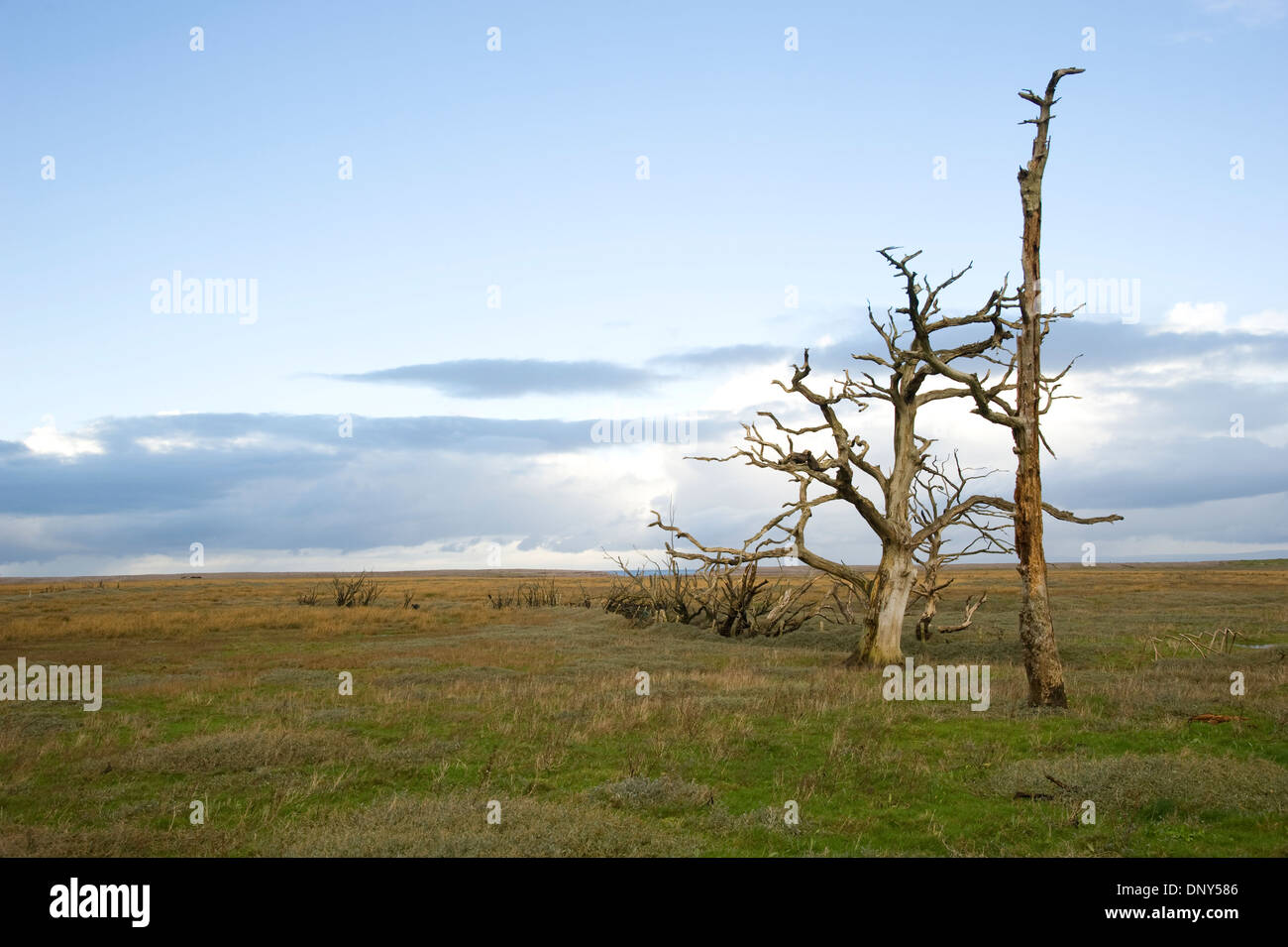 Petrified trees on the marshes at Porlock Bay. Exmoor, Somerset, England Stock Photo