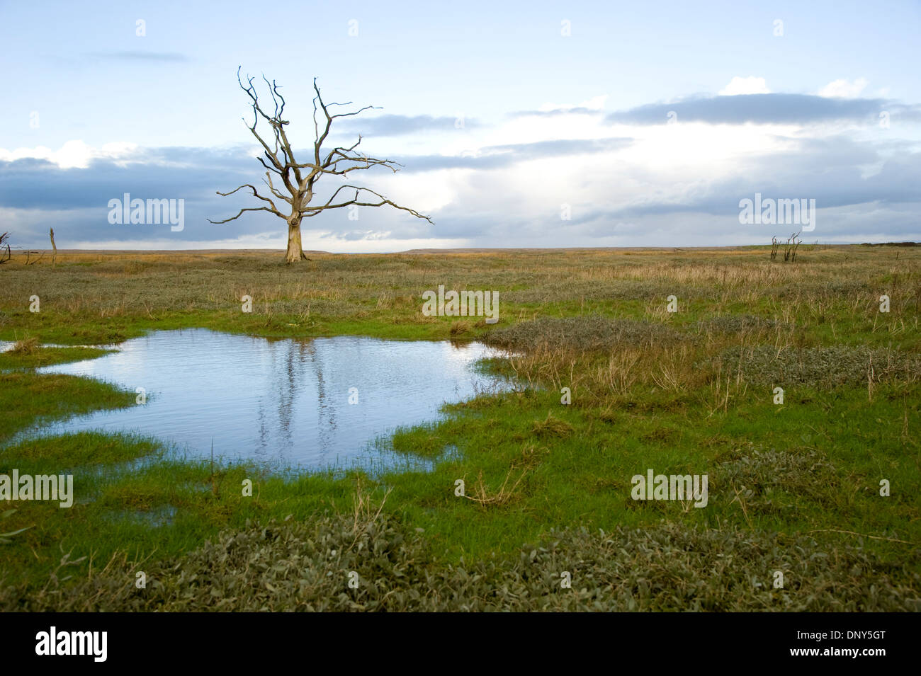 Petrified trees on the marshes at Porlock Bay. Exmoor, Somerset, England Stock Photo