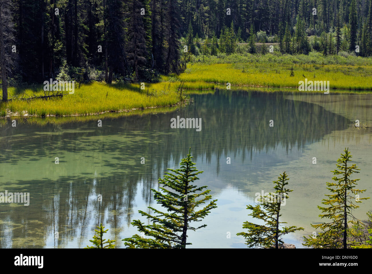 Mt Kitchener reflected in the Beauty Creek pool near the Sunwapta River, Jasper National Park, Alberta, Canada Stock Photo