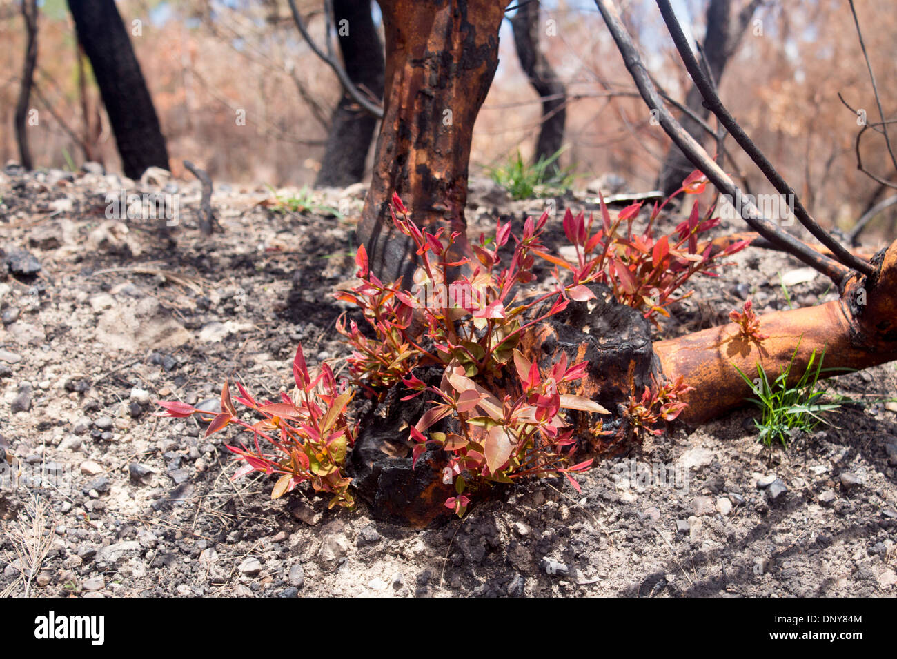 Regrowth plant regeneration after bushfire New leaves growing out of burned tree stump New South Wales NSW Australia Stock Photo