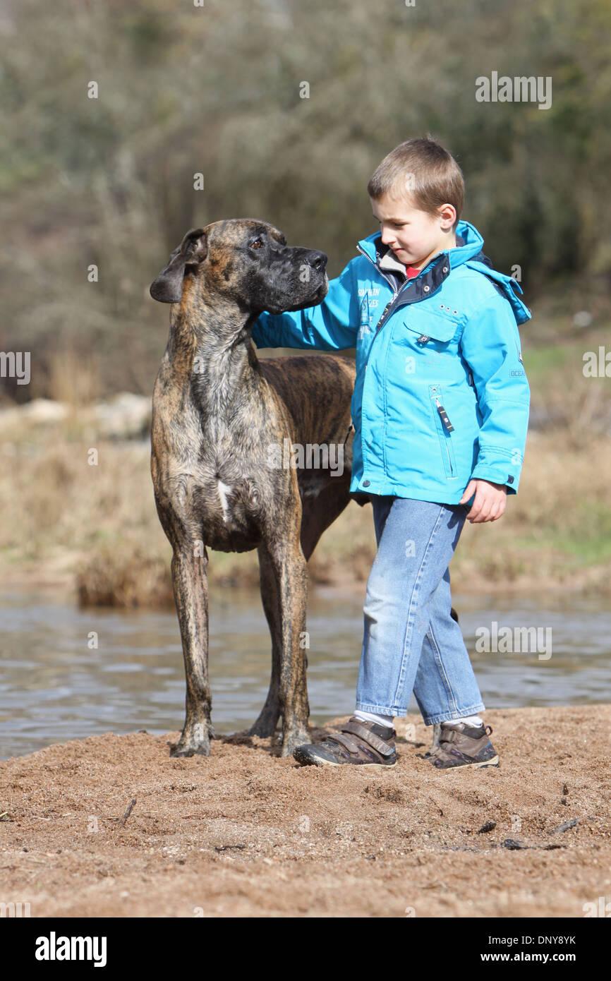 great dane and children