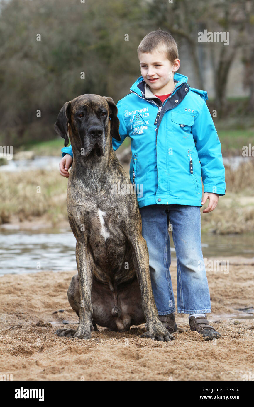 Dog Great Dane Deutsche Dogge adult and a boy Stock Photo Alamy