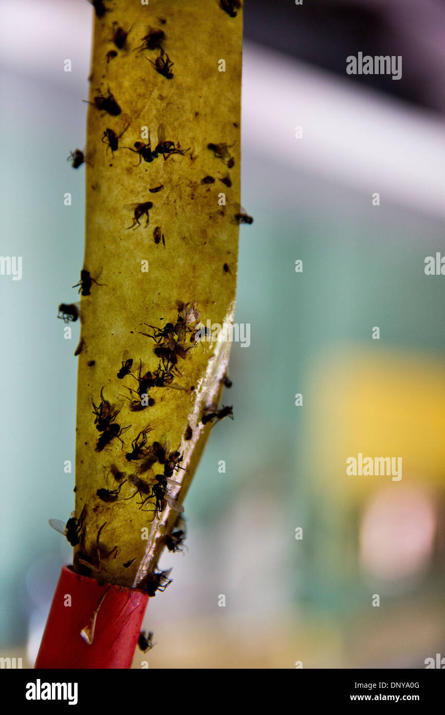 Sticky Fly Trap Hanging In A Greenhouse Stock Photo - Download Image Now -  Destruction, Fly - Insect, Glue - iStock
