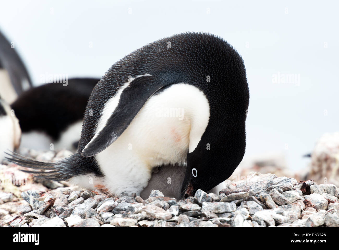 Adelie Penguins And Egg Photo Taken On Petermann Island