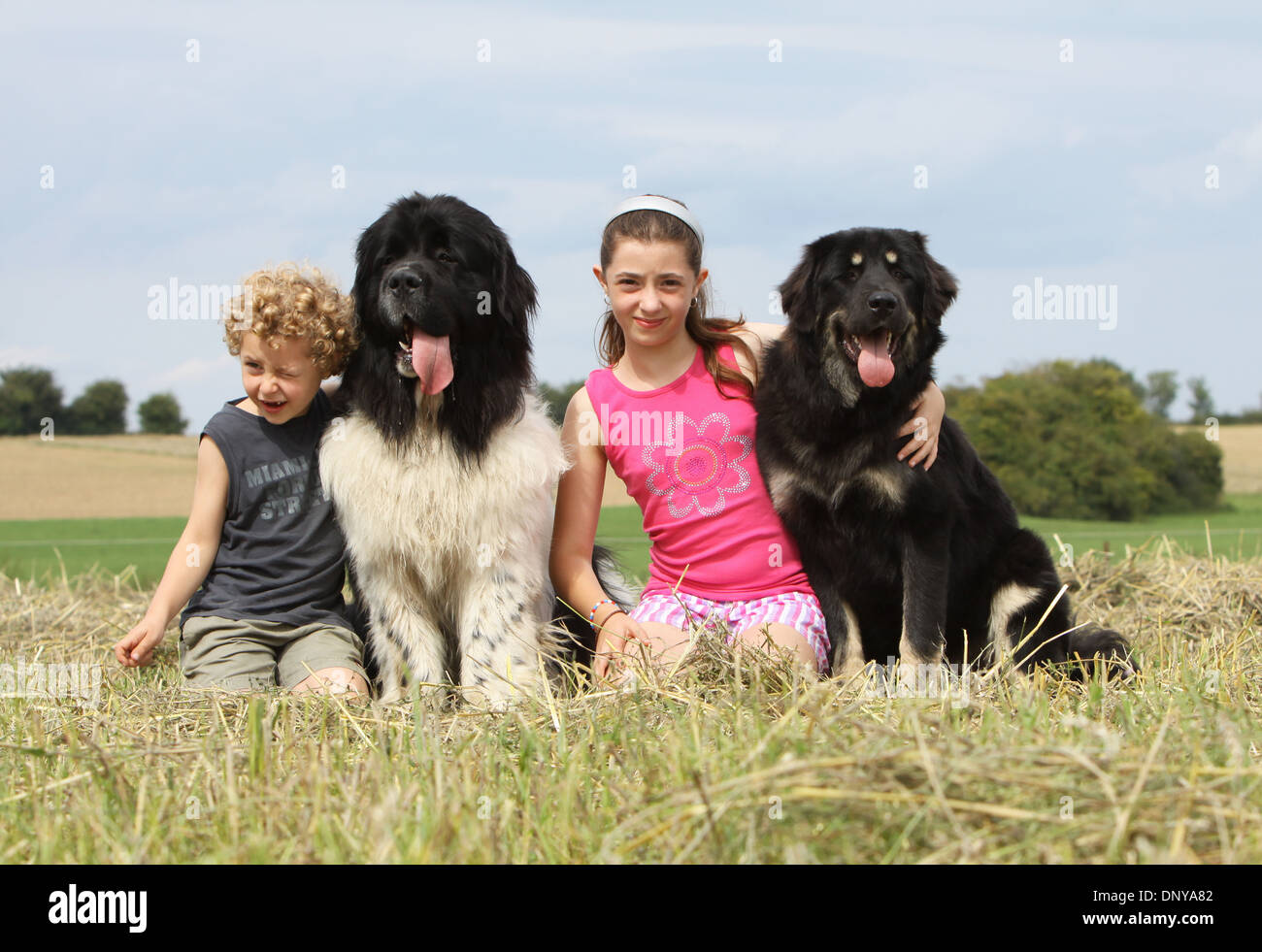 mastiff and children