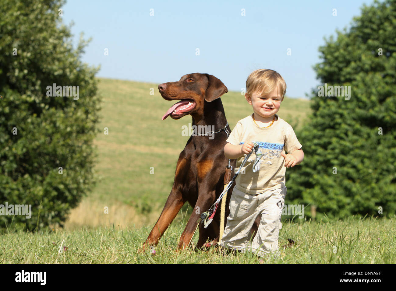 Dog Dobermann Doberman Pinscher Adult Brown And Tan With A Baby Stock Photo Alamy