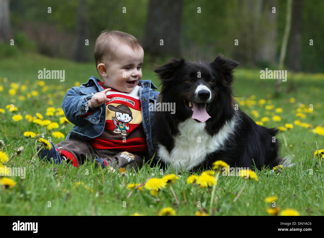 border collies and babies