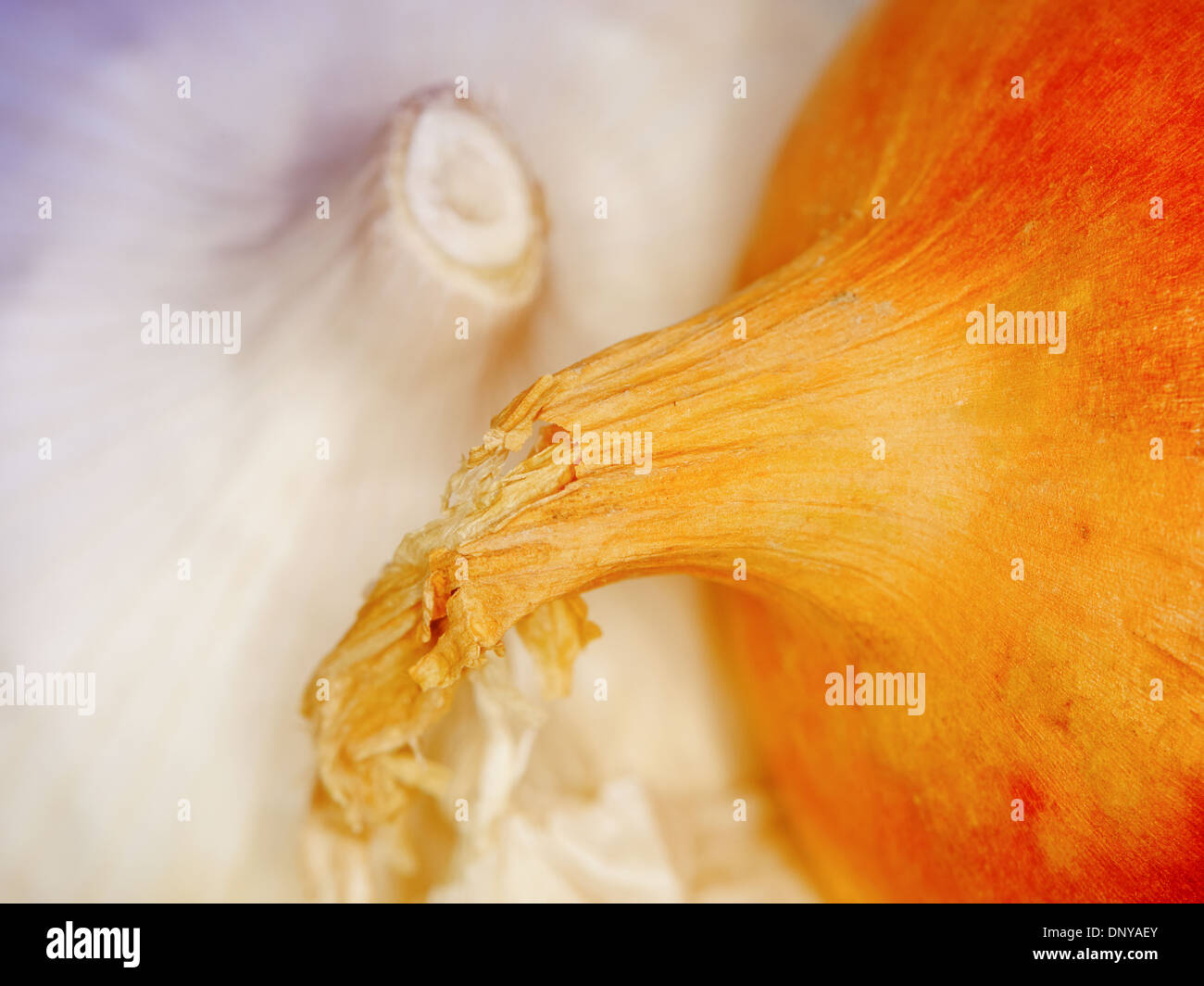 Garlic and shallot close together Stock Photo Alamy