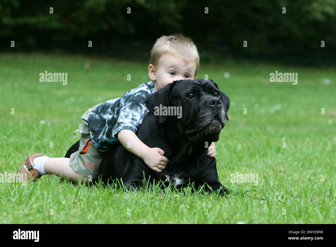 Dog Cane Corso Italian Mastiff Adult With A Little Boy