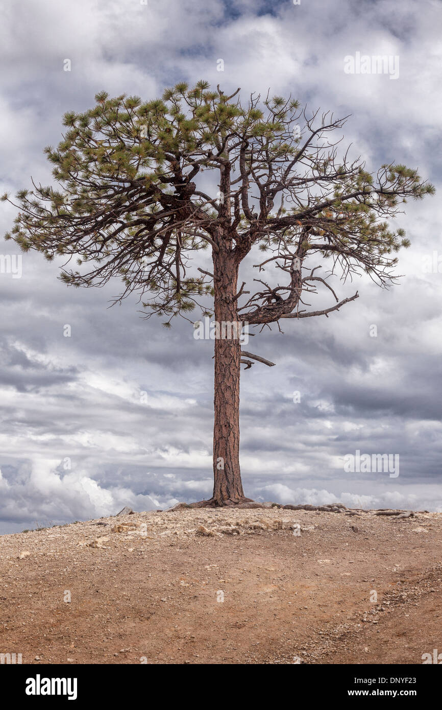 Ponderosa pine-Pinus ponderosa-on the edge of the ridge in Bryce Canyon,Utah,USA Stock Photo