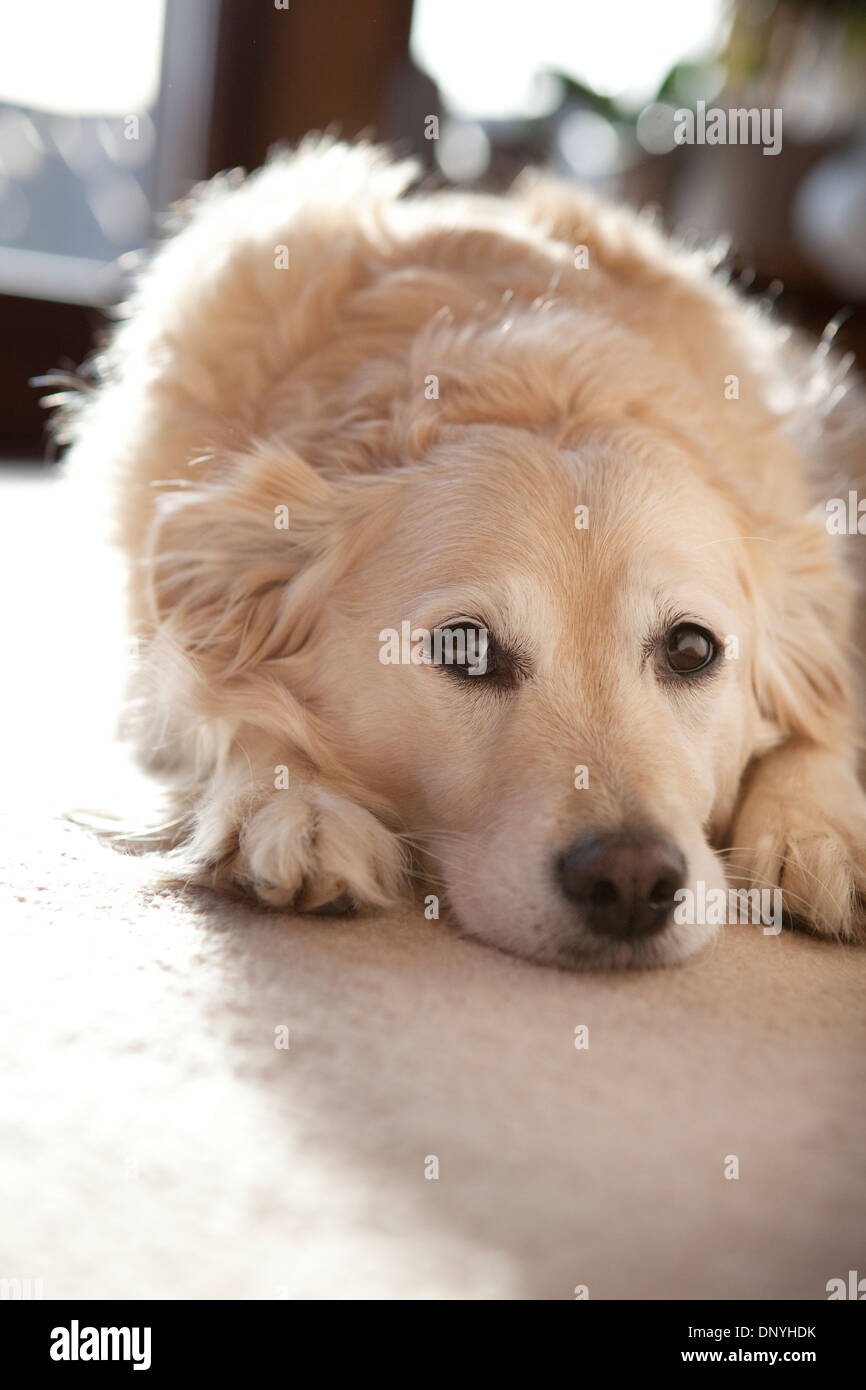 Golden Retriever cross dog lying down on light coloured carpet and looking towards camera. Stock Photo