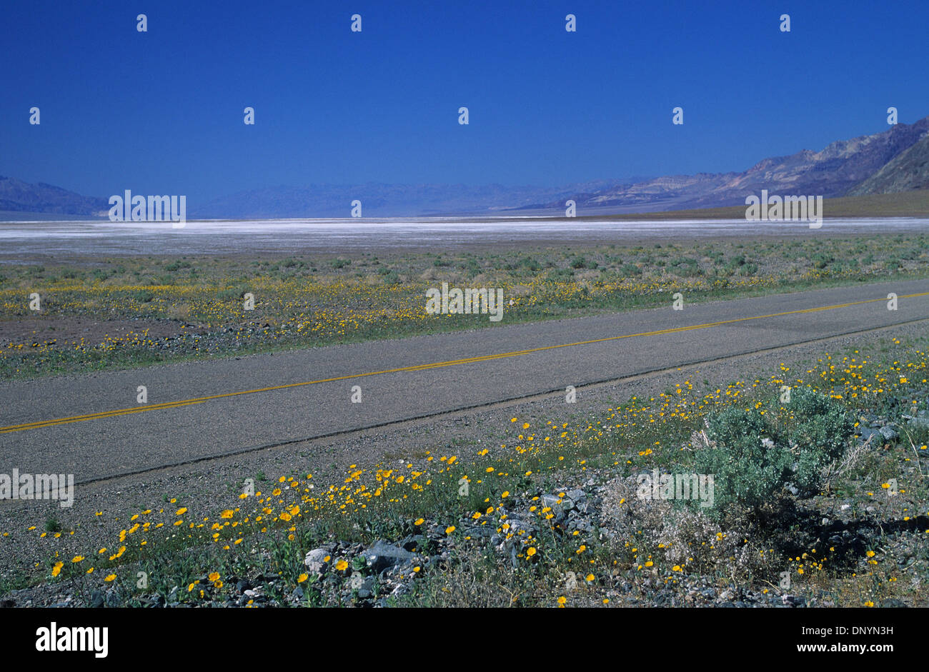 California desert wildflowers hi-res stock photography and images - Alamy