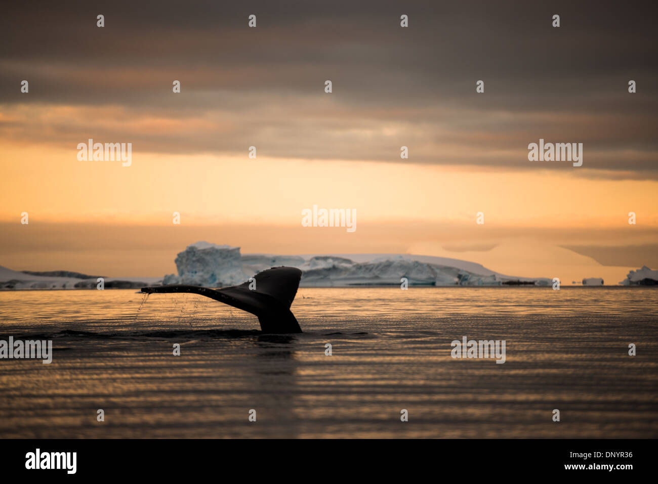 A humpback whale breaks the surface against the orange glow of the setting sun in Hughes Bay on the Antarctic Peninsula. Stock Photo