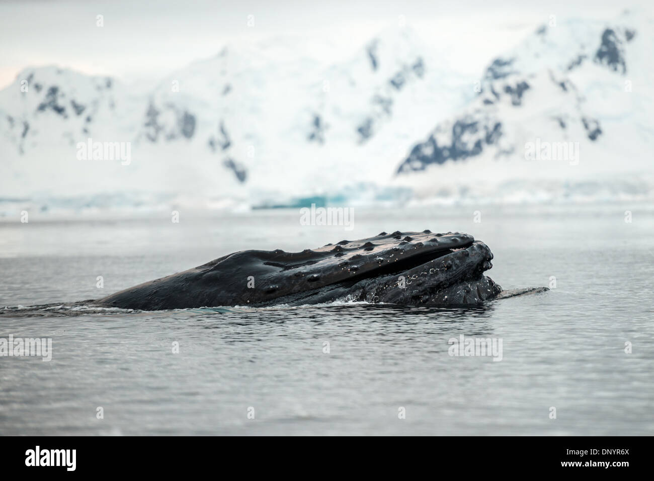 Above water whale wildlife hi-res stock photography and images - Alamy