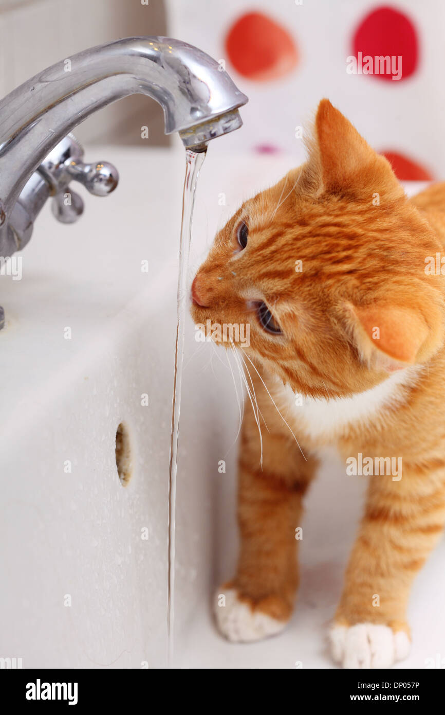 Animals at home red cute little cat pet kitten in bathroom sink