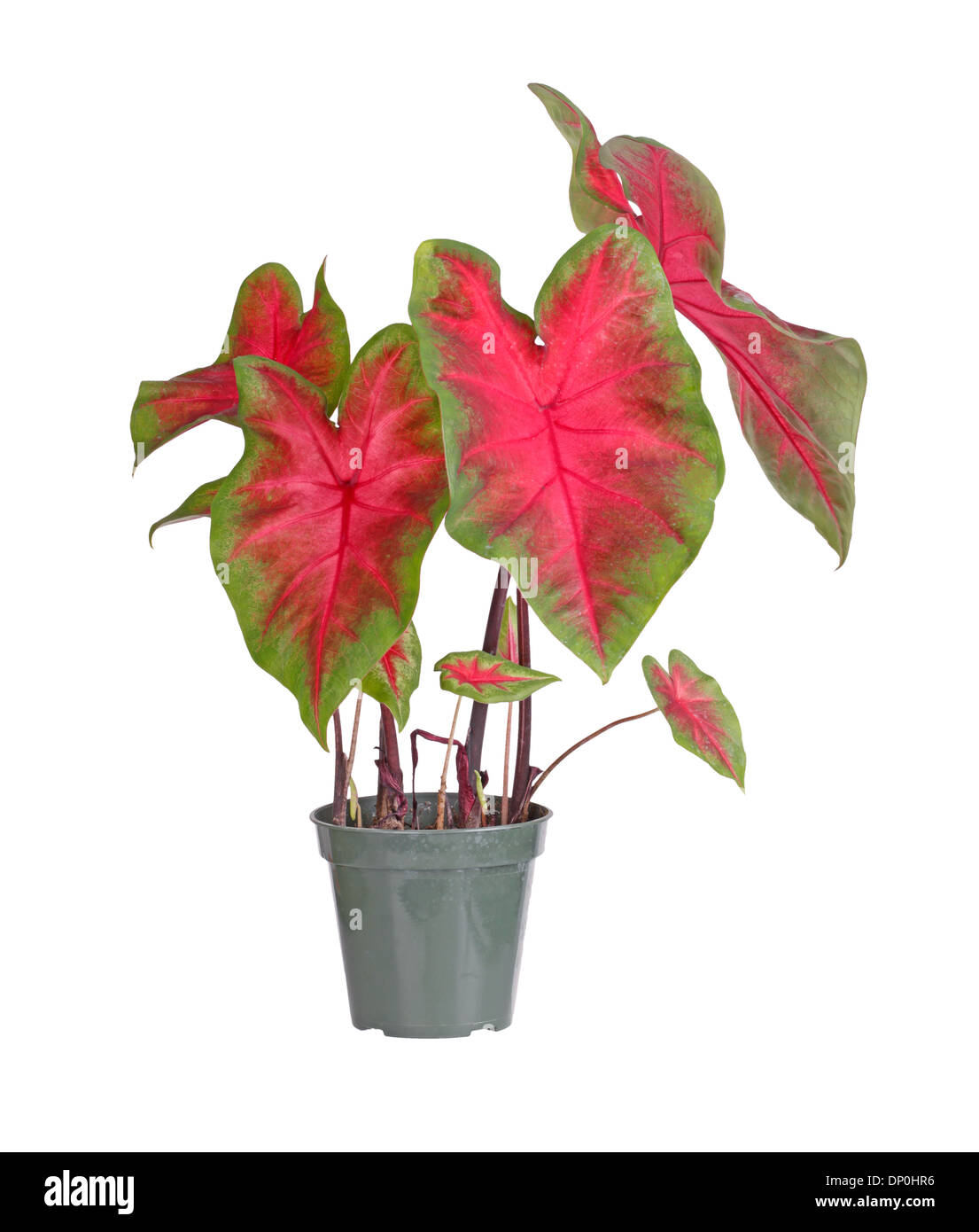 Plant of a red-and-green-leaved caladium (Caladium bicolor) in a small plastic pot ready for transplanting into a garden Stock Photo