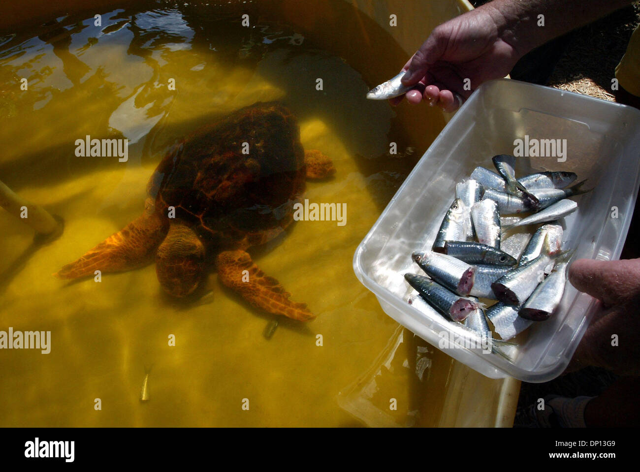 Apr 14, 2006; Juno Beach, FL, USA; At The Marinelife Center of Juno Beach, Joy, a loggerhead turtle, enjoys a meal of sardines at feeding time. Joy was stranded on a beach in North Palm Beach in December 2005 and rescued. X-rays revealed some intestinal gas, which is what caused the turtle to float and come ashore. This turtle is anemic and is being treated with vitamins, iron and  Stock Photo
